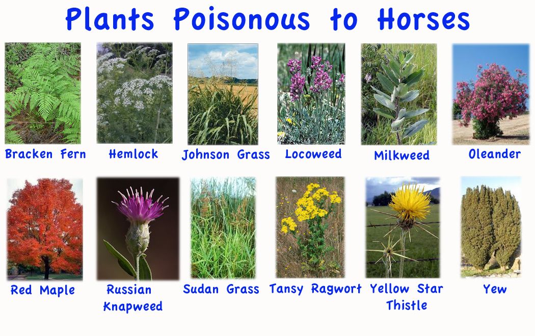 Poisonous Plants For Horses